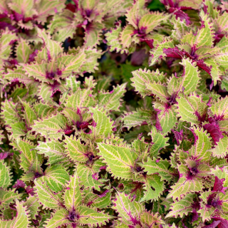 Africká kopřiva-Coleus Copa Peter s Wonder - 154 P