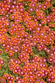 Delosperma Fire Spiner- Kosmatec 3097 A
