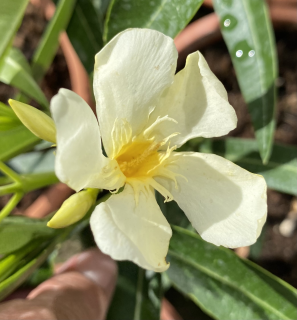 Oleandr Nerium, J.OF CANARIS - 178B