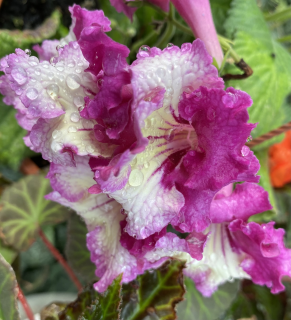 Streptocarpus - Tořivka žlutá s fialovou , krajkou - 027K