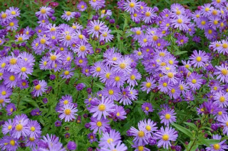 Aster novi belgii- levandulová 3101 L