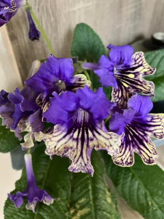 Streptocarpus- Tořivka, modro žlutá s krajkou - 027P