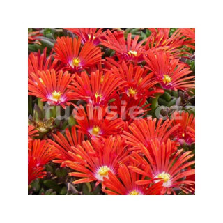 Delosperma red, kosmatec 3099