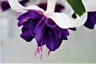 Deep Purple Fuchsie (Fuchsie)