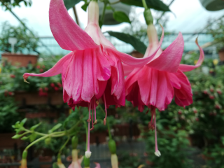 Pepermiint Candy Fuchsie  235