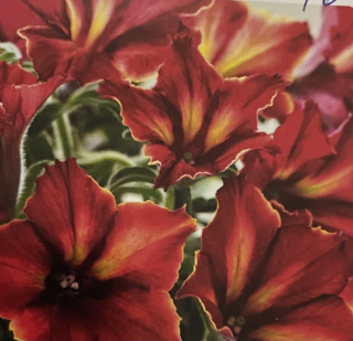 Petunia Crazytunia Mandeville- Převislá petunie - 045C