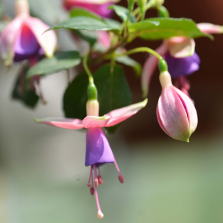 Fuchsie Trailing Lucon 1190 F
