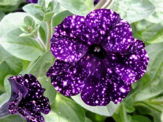 Petúnie – Surfínie –  fialová s bílými puntíky - 039M