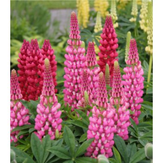 Vlčí bob (Lupinus Polyphyllus)-růžová - 3011R