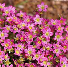 Lomikámen (Saxifraga Ardensii),růžový