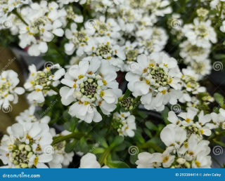 Iberis sempervis. Snowdrift- Iberka