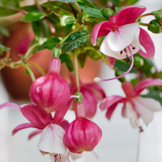 Alwin Fuchsie