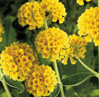 Buddleja Weyeriana Sungold - 1009