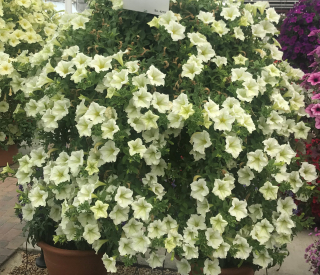 Surfinie bílá , veliké květy- 053