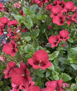 Diascia červená - 113