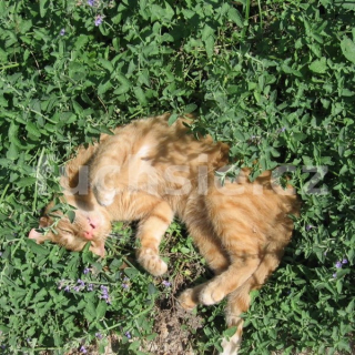 Nepeta cataria - šanta kočičí - 196S