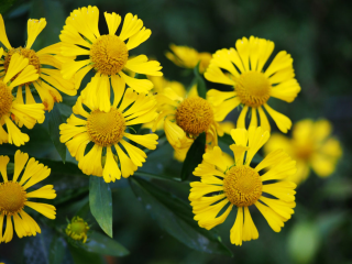 Helenium Autumnale- záplevelák žlutý