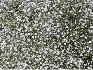 Gypsophila paniculata- šáter, nevěstin závoj