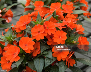 Balzamína oranžová (Impantiens Nua Guinea) - 024