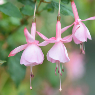 Fakko's Kantrintje Fuchsie (šl. F. Martena,NL, 2002) 739