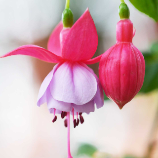 Gypsy Girl Fuchsie 570