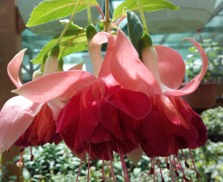 Bicentenial Fuchsie   281