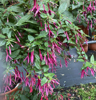 Zulu Queen Fuchsie  457
