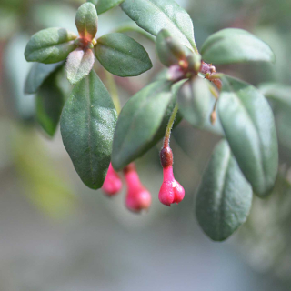 Josef van de Weil Fuchsie 996