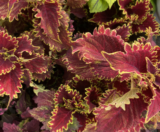 Africká kopřiva , Coleus- Vulkán   153 C