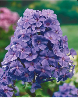 Phlox Paniculata fialová, plamenka latnatá 3142