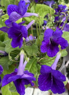 Streptocarphus -Tořivka modrofialová- 027N