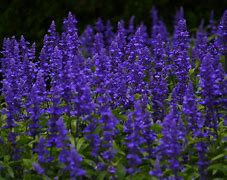 Šalvěj hajní- modrofialová-Salvia nemorosa