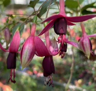 Piggelmee Fuchsie 541
