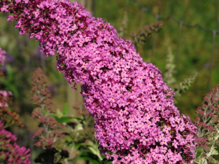 Buddleja Dav. Delight (Komule,Letní šeřík, Motýlí keř) - 1001