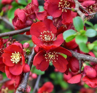 Kdoulovec (Chaenomeles Spec. Simonii) - 1018