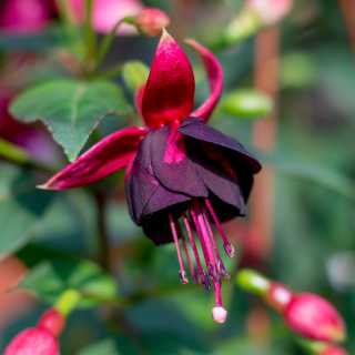 Lea de Smedt Fuchsie (Roes Carel 2002 NL) 750