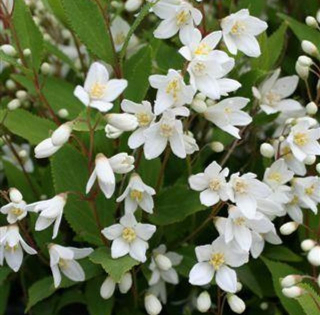 Trojpuk (Deutzia Gracilis Nikko) - 1028