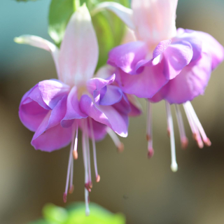 Heydon Fuchsie  460