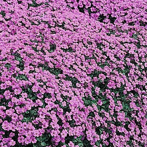 Tařička -Aubrietia růžová 3093 R