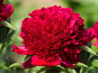 Paeonia 'Red Sarah Bernhardt'- Pivoňka 3164 čínská