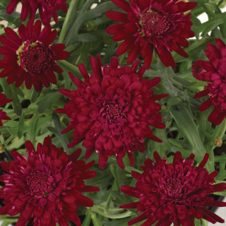 Pařížská kopretian-Argyrathemum červ. plná