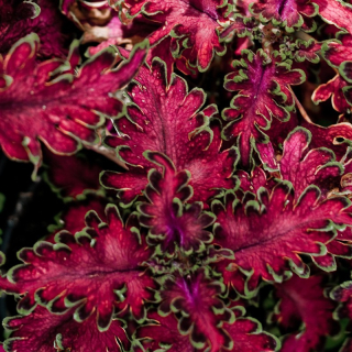 Africká kopřiva – Coleus Malibu Red - 154 R