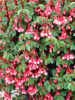 Begonie fuchsiová růžová - 199 F