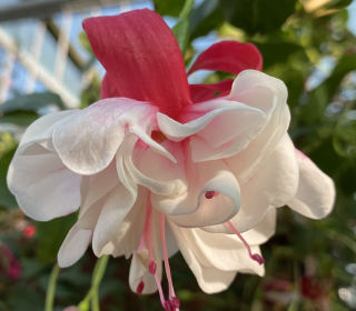 Omar Giant Fuchsie
