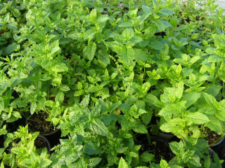 Máta Marocká (Mentha spicata, Marokko) - 162M