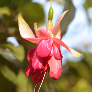 Jára Cimrman Fuchsie (Šl. Marcel Michiels, 2008) 721