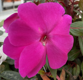 Impantiens fialový Balzamína Neu Guinea - 022