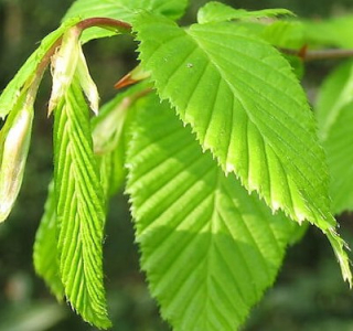 Habr obecný (Carpinus Betulus) - 1073