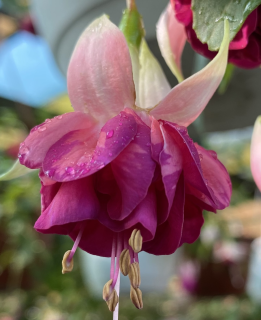 Nicola Claire Fuchsie 504