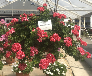 Pelargónie petátum Mexica Ruby (Muškát převislý) - 1216